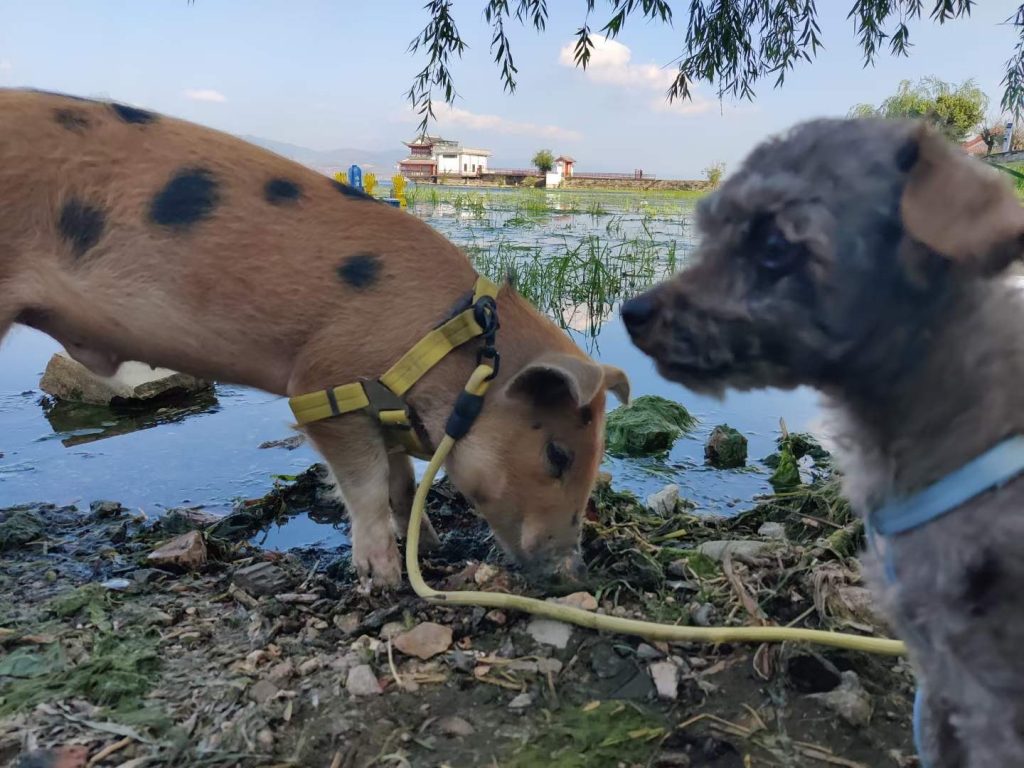 China Stadtflucht: Alltag mit Hausschwein und Hund: Wie die ehemalige Städterin Zhang Jinglei träumen viele junge Chinesen von einem einfacheren Leben auf dem Land.  