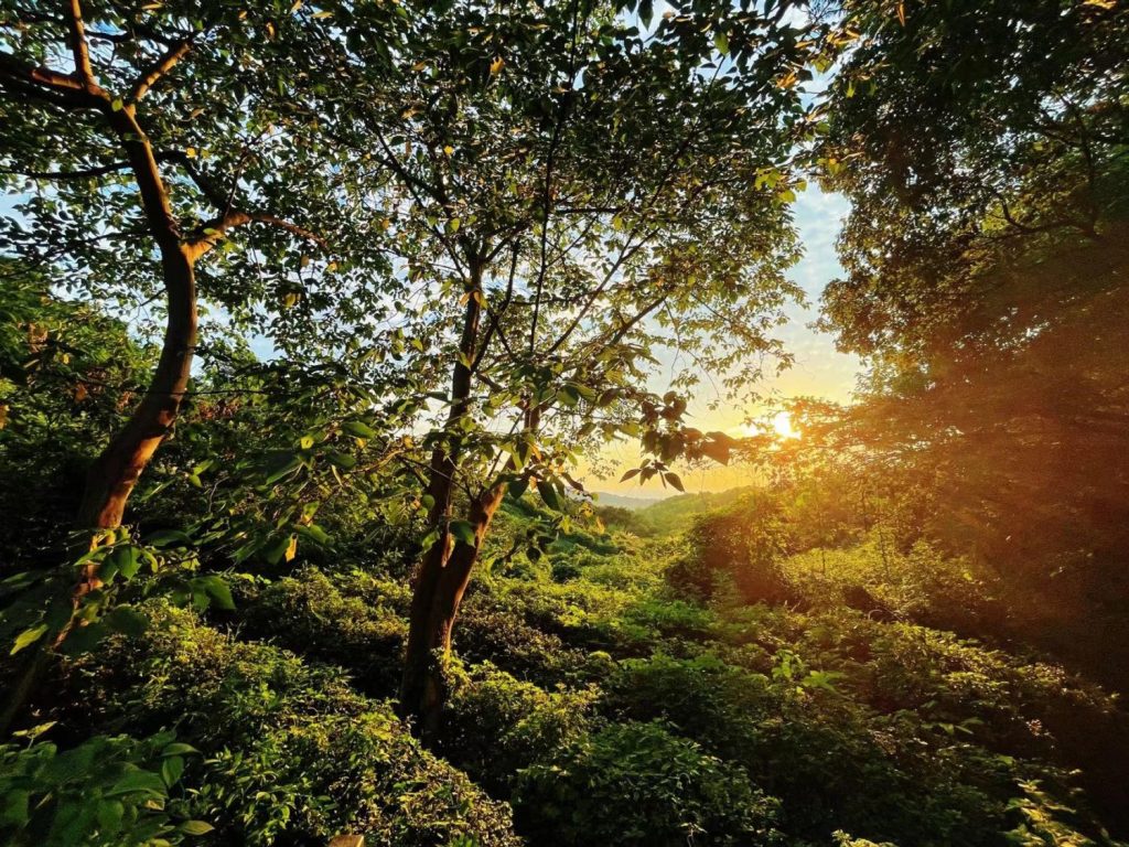 China Stadtflucht: Idylle hinterm Haus: Zur Inspiration steigt die Autorin Shen Lan gerne auf einen Hügel, um den Sonnenaufgang über dem Tal von Liangzhu zu betrachten.